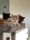 Assorted Kittens