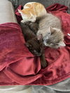 Assorted Kittens