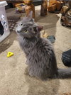Rascal