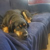 Sadie