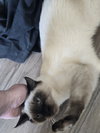 Abandoned Kitties
