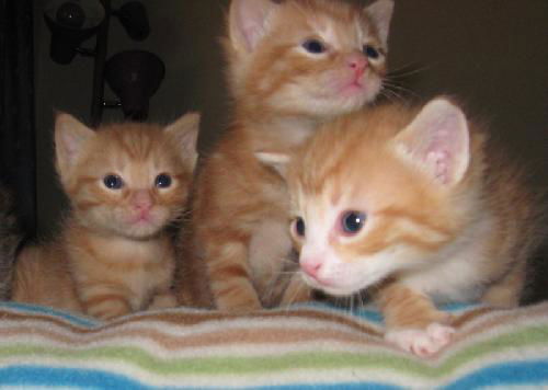 3 orange male kittens