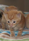 3 orange male kittens