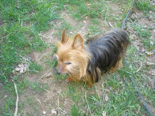 male Yorkie