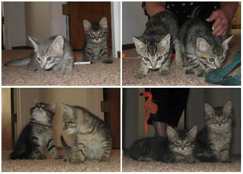 Gray Tabby Kittens