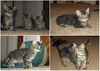 Gray Tabby Kittens