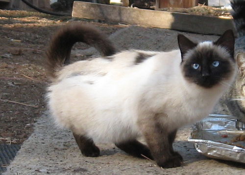 Cocoa
