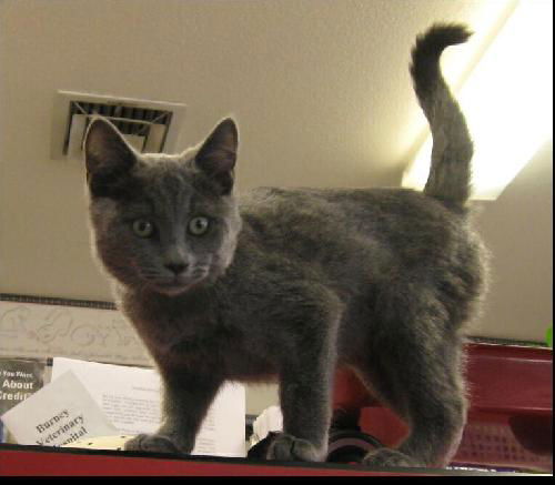 Gray Male kittens