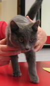 Gray Male kittens