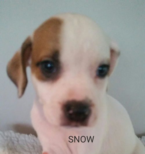 Snow