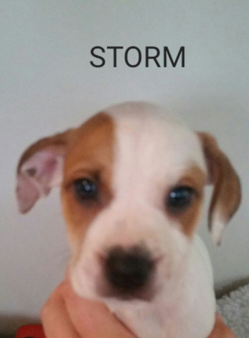 Storm