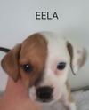 Eela