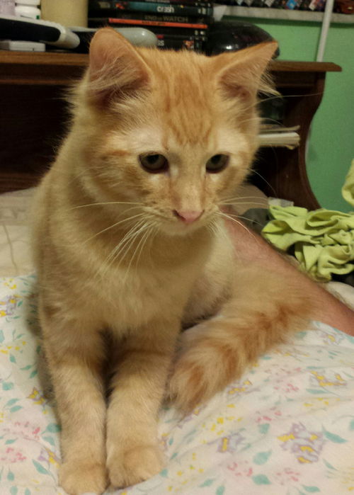 Heathcliff