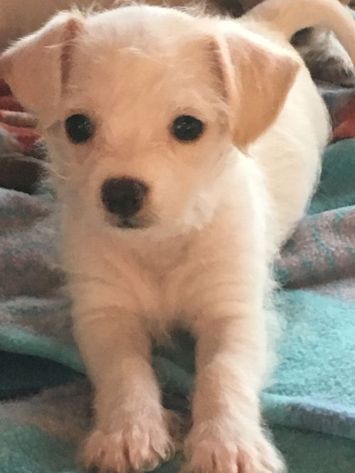 Wendy puppy