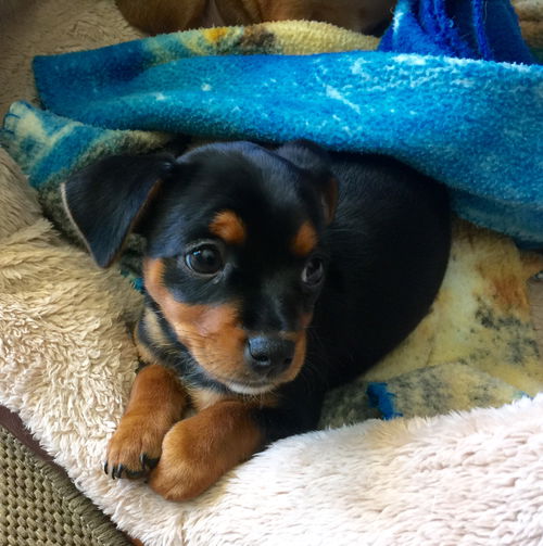 Pixie