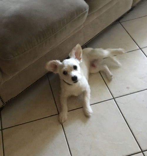 Toby