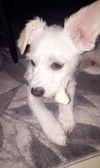 Toby