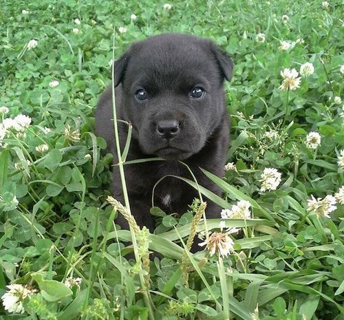 Hudson
