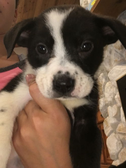 Huckleberry