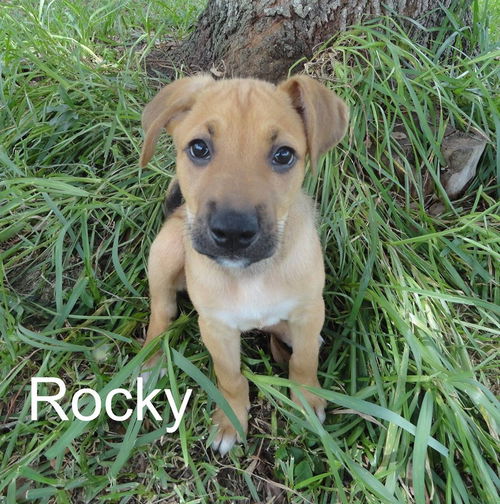 Rocky