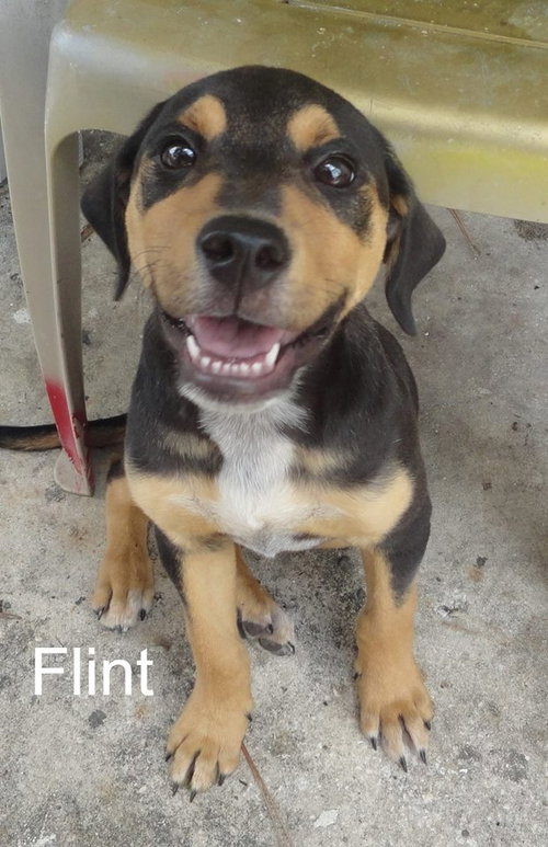 Flint