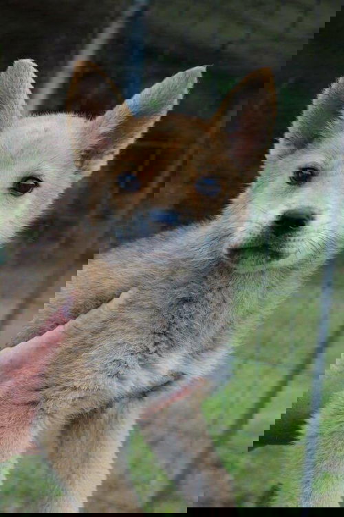 Fox