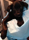 Little Dipper
