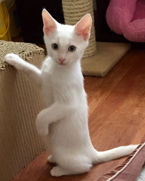 Bowie