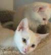 Bindi (the kitten)