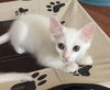 Bindi (the kitten)