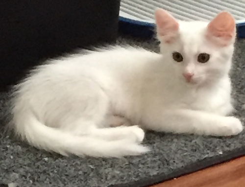 Bindi (the kitten)