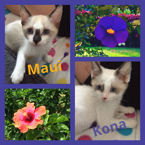Maui