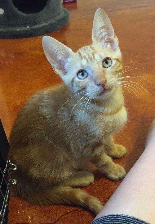 Cheddar