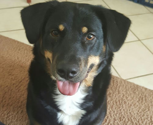 Dakota
