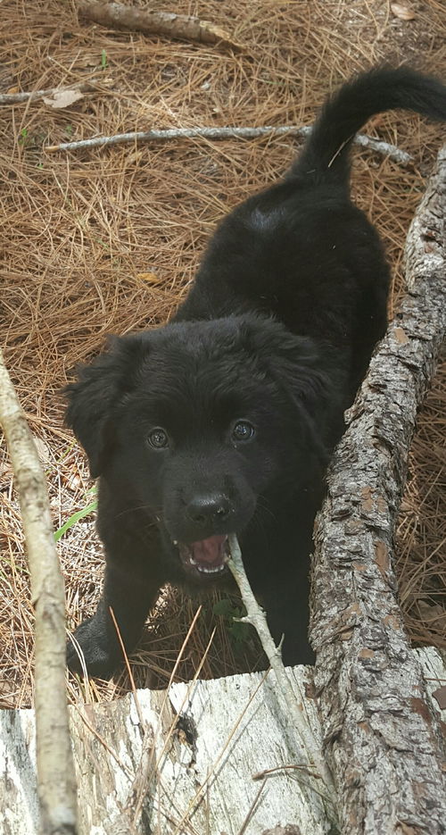 Delilah
