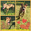 Honey (Adult)
