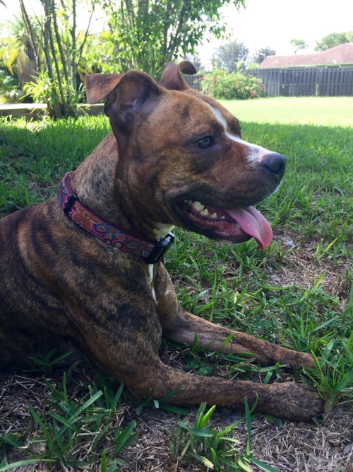 Honey (Adult)