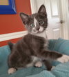Greyson