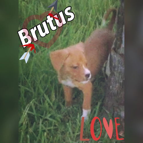 Brutus