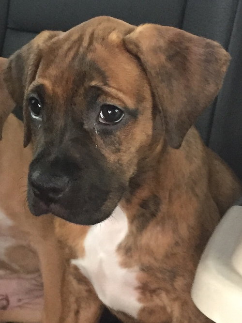 Bonnie