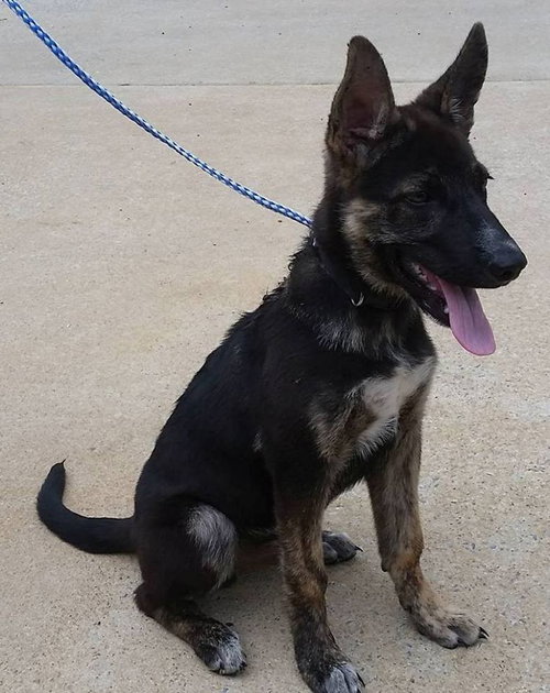 Loki