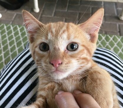 Axel