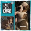 Mater