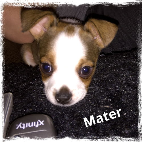 Mater