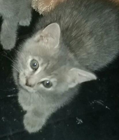 Little Girl