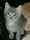 Little Boy