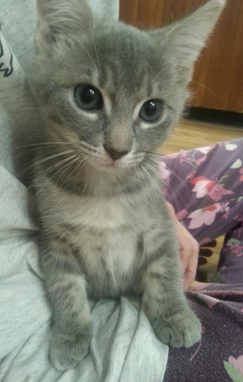 Little Boy