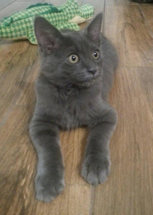 Cashmere