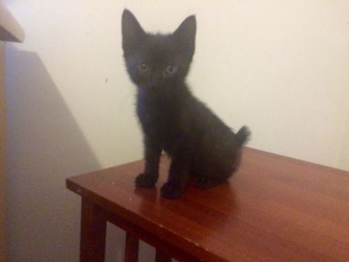 Wilber