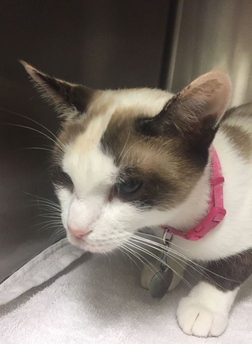 Annie Cat